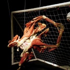 Body World (20)
