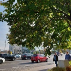 Drzewo przy Sokolskiej (3)