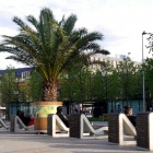 Palmy na Rynku w Katowicach (1)