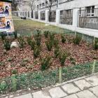 Zieleniec przy WUG.