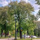 Kasztanowce wytypowane do wycinki na rogu al. Korfantego i ul. Karłowicza