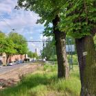 Kasztanowce wytypowane do wycinki na rogu al. Korfantego i ul. Karłowicza