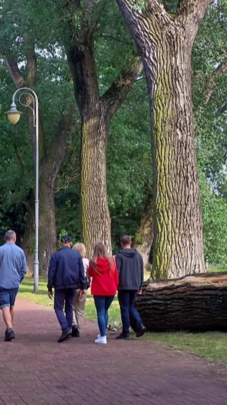 Koniec zielonej alei przy wieży spadochronowej. Po burzy runęło jedno drzewo, ale wyciąć trzeba cały szpaler