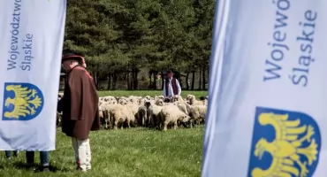 W niedzielę rozpoczyna się sezon pasterski w Beskidach. To będzie Rok Górali i Obrzędów Pasterskich w województwie śląskim