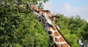 Nowe godziny otwarcia Śląskiego ZOO. Ogród będzie czynny przez całą majówkę