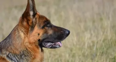 Atak psów na dziecko w Sosnowcu. 8-latka jest w ciężkim stanie