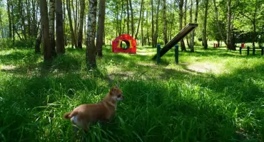 W Podlesiu powstał wybieg dla psów. Kolejne zostaną urządzone w Bogucicach i Giszowcu
