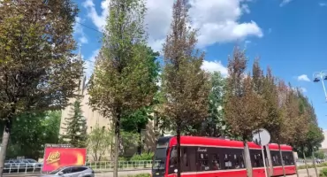 Prawie połowa drzew na ul. Warszawskiej zostanie wyrwana. Nie wiadomo, czy w ich miejsce zostaną posadzone nowe