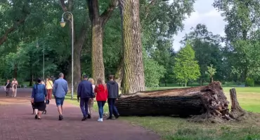 Koniec zielonej alei przy wieży spadochronowej. Po burzy runęło jedno drzewo, ale wyciąć trzeba cały szpaler