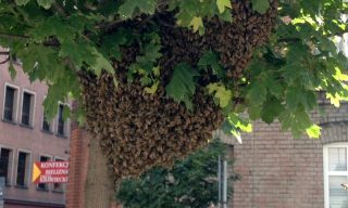 Pszczoly w centrum Katowic