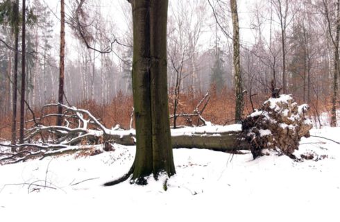 Społecznicy chcą uniemożliwić wycinkę starych buków w lesie murckowskim za pomocą uchwały rady miasta