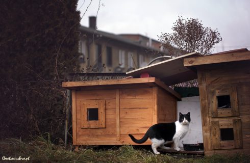 Domki dla kotów w Katowicach. Mieszkańcy mogą składać wnioski