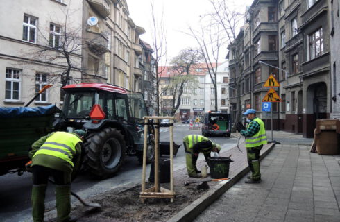 Na kolejnej ulicy w centrum Katowic zostały posadzone drzewa