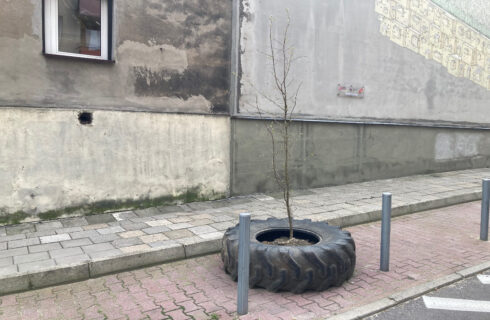 Słynne drzewo w oponie w centrum Katowic właśnie wypuściło liście