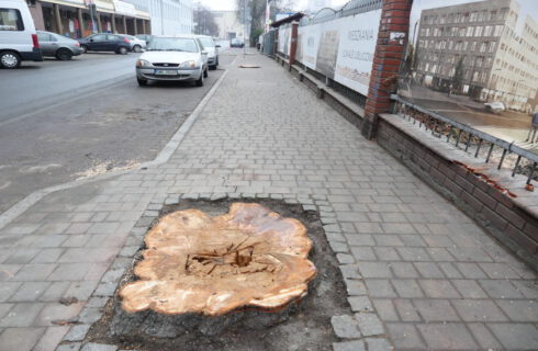 Deweloper, który nielegalnie wyciął stuletnie kasztanowce w centrum Katowic, wynajął agencję PR do ocieplania wizerunku i zapowiada… sadzenie drzew