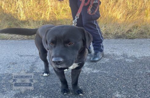 Ktoś przywiązał psa do barierki na autostradzie A4. Policja szuka świadków