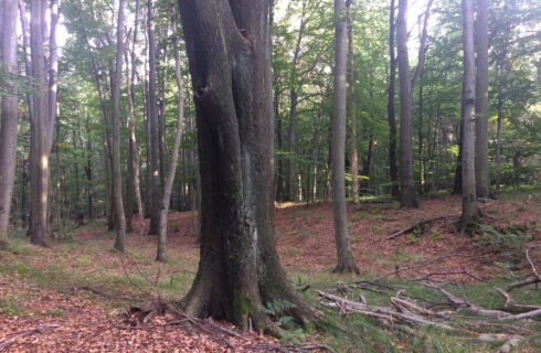 Prezydent Katowic proponuje utworzenie w lesie murckowskim zespołu krajobrazowo-przyrodniczego. Leśnicy: Odpowiemy bardzo szybko