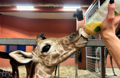W Śląskim Ogrodzie Zoologicznym urodziła się żyrafa. Musi być karmiona przez opiekunów