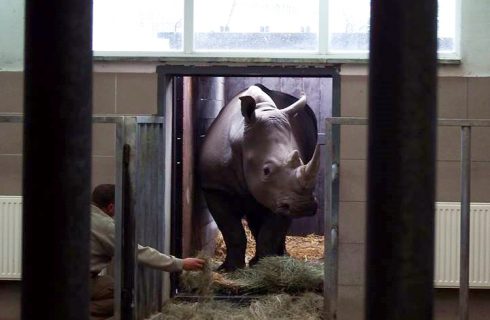 Nowy nosorożec w chorzowskim ZOO