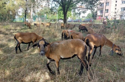 Owce kameruńskie w Brynowie. Miasto zatrudniło eko-kosiarki