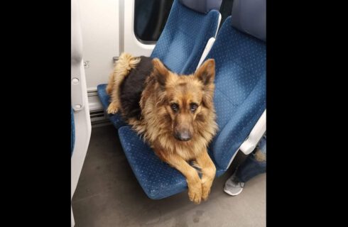 Pies sam wsiadł do pociągu Kolei Śląskich i przejechał kilkadziesiąt kilometrów