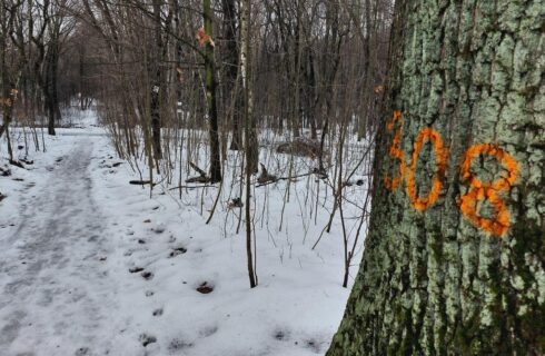 Kilkaset drzew zostanie wyciętych w Parku Śląskim. To koszt budowy trzeciego odcinka „Elki”