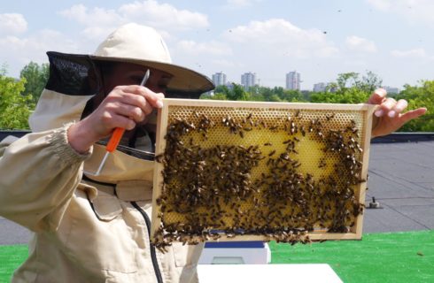Pszczoły z Krakowa przeprowadziły się na osiedle Witosa