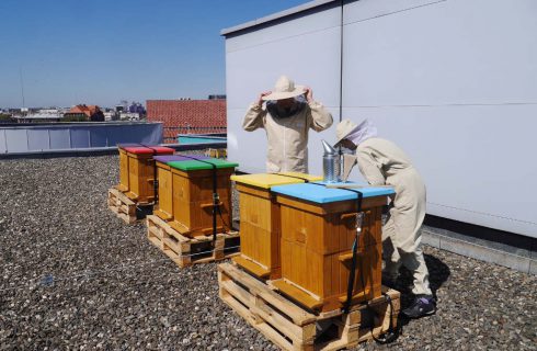 Dzień dobry Katowice. Do uli na dachu budynku w centrum wprowadziły się pszczoły