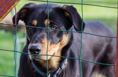 W schronisku dla bezdomnych zwierząt brakuje psów do adopcji