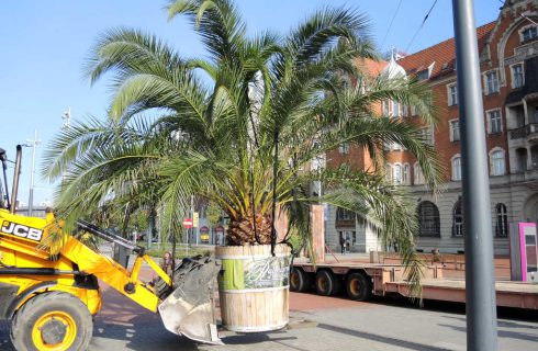 Palmy odjechały z katowickiego Rynku. Wrócą na wiosnę
