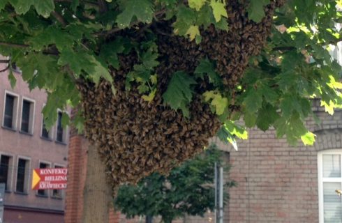 Rój pszczół w centrum Katowic [WIDEO]