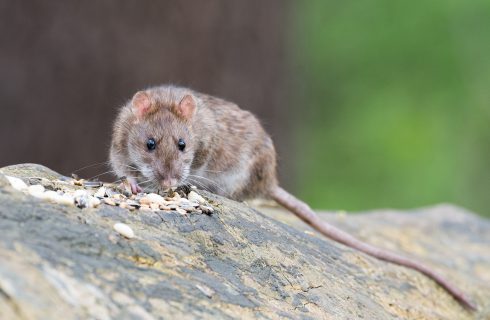 Szczury uszkodziły system monitoringu w Katowicach