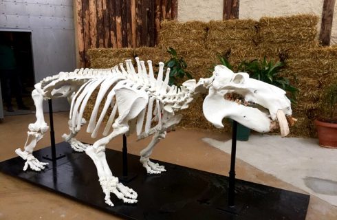 Nowa atrakcja śląskiego zoo: szkielet hipopotama