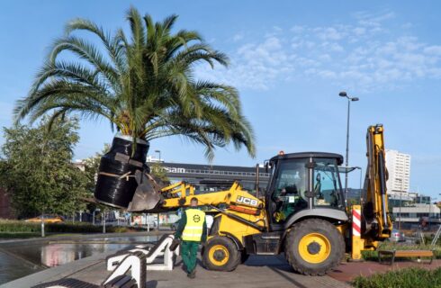 Palmy z katowickiego Rynku zostały przewiezione do oczyszczalni ścieków