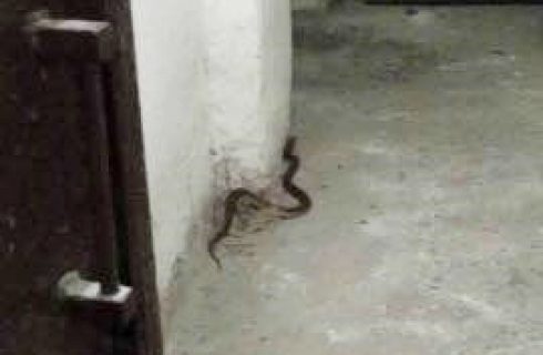 W piwnicy jednego z budynków w Katowicach mieszkańcy znaleźli węża