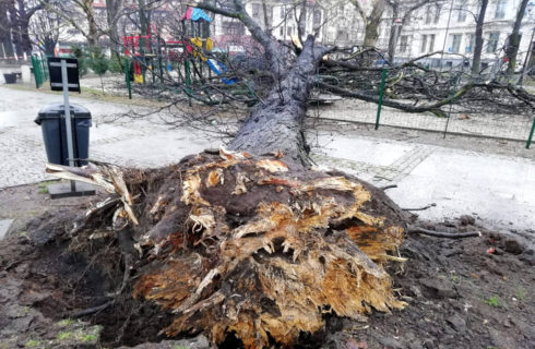 Wichura powaliła wielkie drzewo na Placu Wolności