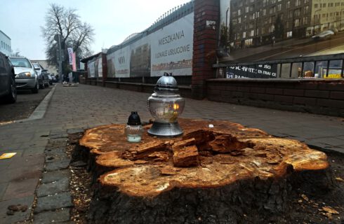 Firma, która nielegalnie wycięła stuletnie kasztanowce na ul. Raciborskiej, chce sadzić drzewa w centrum Katowic. ”W Śródmieściu jest deficyt drzew”