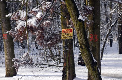 Kolejne drzewa w Dolinie Trzech Stawów do wycinki