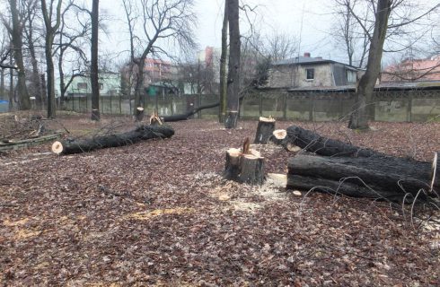 Nielegalna wycinka drzew w Katowicach