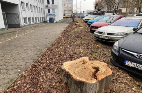 Szpaler drzew wycięty w centrum Katowic. Część nasadzeń zastępczych zostanie przeprowadzona w innej dzielnicy