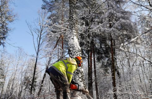 Duża wycinka drzew w Dolinie Trzech Stawów. Leśnicy: to wymiana pokoleń