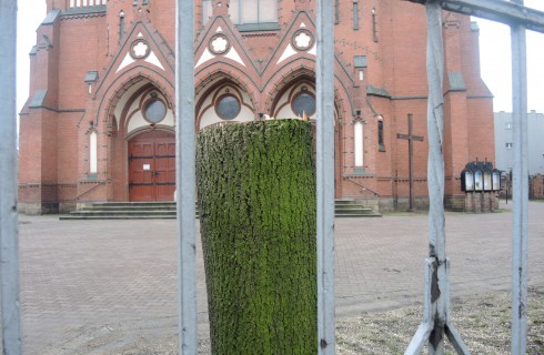 Parafia wycięła drzewa, bo zagrażały zabytkowemu ogrodzeniu