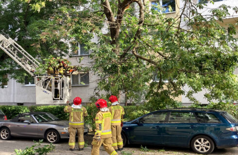 Duży konar drzewa spadł na stojący pod nim samochód w centrum Katowic