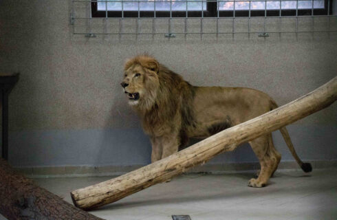 Lwy w śląskim zoo czeka przeprowadzka. Stado będzie mogło się powiększyć
