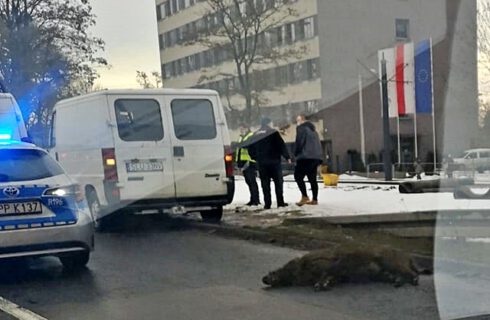 Dzik został potrącony na ul. Kościuszki. Kierowcy stali w korkach