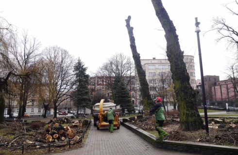 W ciągu trzech ostatnich lat w Katowicach wycięto ponad 56 tysięcy drzew. Powodem głównie duże miejskie inwestycje i kolej